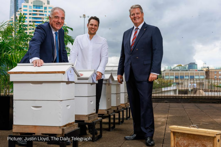 Quarter of a million bees thrive on Sydney rooftop
